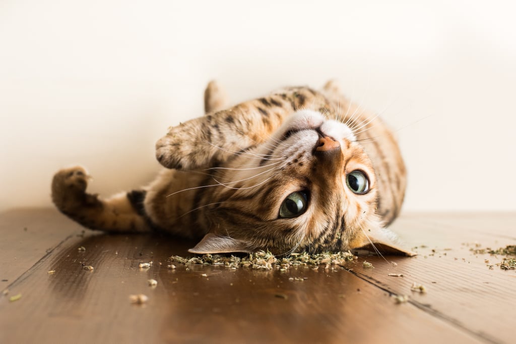 A Photographer Takes Pictures of Cats “High” on Catnip, and It’ll Be Your New Favorite Thing